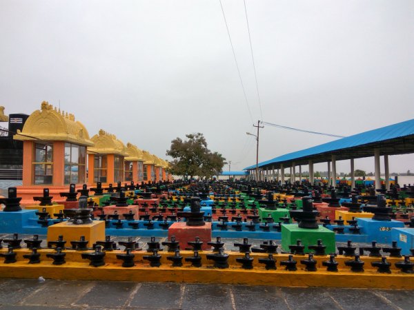 grasshopper yatra Image