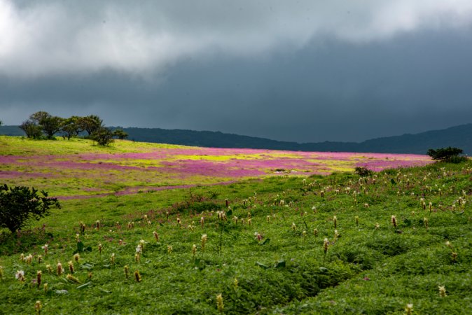 grasshopper yatra Image