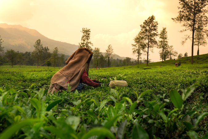 grasshopper yatra Image