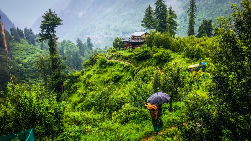 grasshopper yatra Image