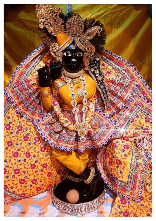 grasshopper yatra Image