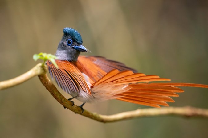 grasshopper yatra Image