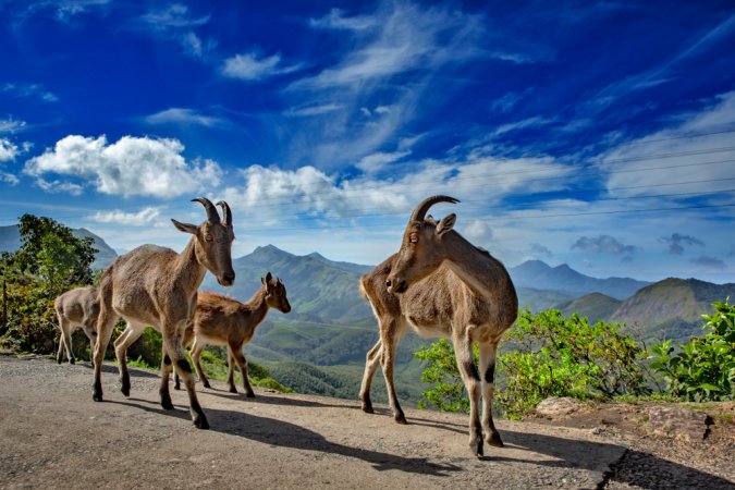 grasshopper yatra Image